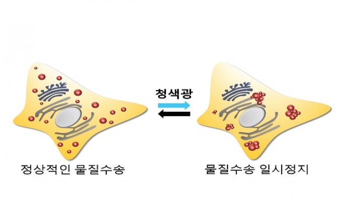 청색광을 이용한 세포내 물질수송 제어 - 기초과학연구원(IBS) 제공